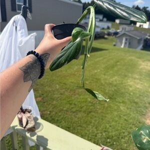 Monstera standleyana Albo-Variegata